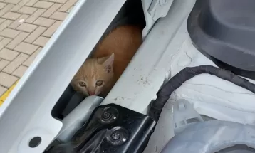 'Iti malia'😻: gatinho é resgatado em motor de carro em Barbacena