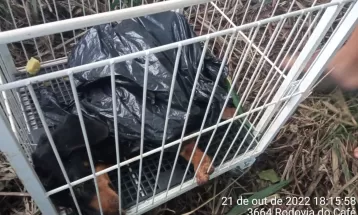 Cachorro é abandonado ao lado da rodovia dentro de saco de lixo no Paraná; polícia investiga