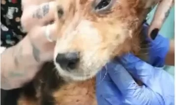 Suspeito é preso por maus-tratos a cachorros em Londrina, afirma PM