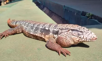 Lagarto vira mascote em escola do Paraná: 'É uma estrela com direito à água e carinho'