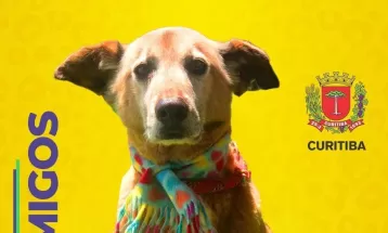 Prefeitura publica lista de cães ‘convocados para adoção’ em Curitiba; veja ‘time’