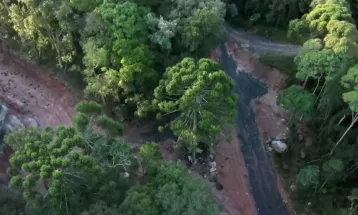 Na COP 27, Paraná e outros estados do Codesul prometem desmatamento ilegal zero; veja lista de intenções