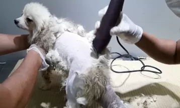 Lei obriga pet shops e clínicas veterinárias a instalarem câmeras em áreas de banho e tosa em Paranavaí