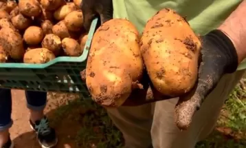Condições climáticas causam alta no preço de frutas e verduras no Paraná