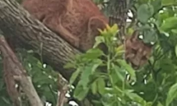 VÍDEO: Onça-parda é resgata após ser vista por moradores em árvore na área urbana de Guaíra