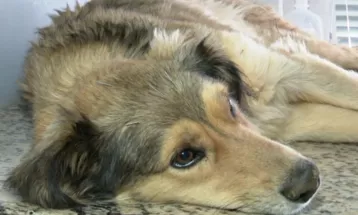 Morre cachorro abandonado por policial ambiental em estrada rural de Guarapuava