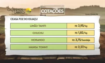 Abacate manteiga e abacaxi havaí estão entre os produtos com maiores altas nas Ceasas do Paraná; veja lista