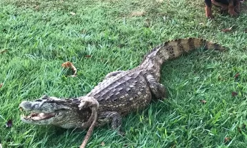Jacaré é encontrado no meio de estrada rural no Paraná: 'Parecia bem cansado, mas de barriga cheia'
