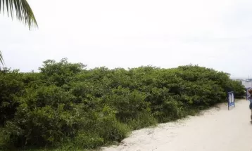 Retirada de restinga faz Ibama suspender temporariamente revitalização da orla no litoral do Paraná; entenda