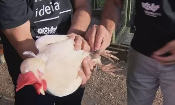 Tecnologia criada por pesquisadores da UFPR permite acompanhar e monitorar aves pelo celular