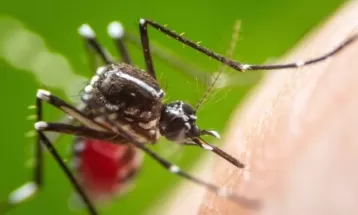 Paraná é o terceiro estado do Brasil com mais mortes por dengue, diz Ministério da Saúde