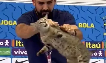 Gatos roubaram a cena na Copa do Mundo do Catar