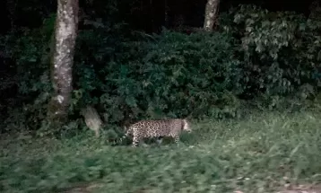 Equipe de reportagem da RPC flagra onça-pintada no Parque Nacional do Iguaçu; VÍDEO
