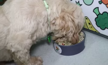 Chef ensina receitas para uma ceia de Natal para pets
