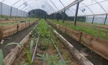 PM apreende 730 pés de maconha em Guaratuba; três suspeitos foram presos 