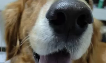 Réveillon: saiba como proteger animais de estimação do barulho feito pelos fogos de artifício 