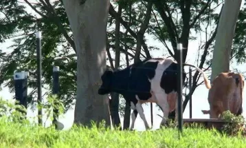 Arroba do boi teve queda de 10% em 12 meses no Paraná, indica Deral