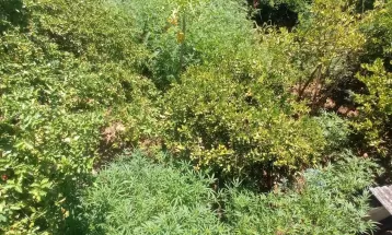 Polícia apreende 128 pés de maconha cultivados no quintal de casa, em Santa Terezinha de Itaipu