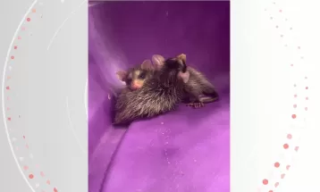 VÍDEO: Gata adota filhotes de gambá abandonados no ES