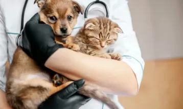 Paranavaí abre cadastramento para castração gratuita de cães e gatos em fevereiro; saiba como garantir inscrição
