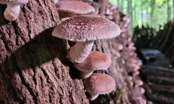 Produtores da Região Metropolitana de Curitiba investem em cogumelos