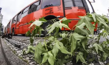 Avenida República Argentina recebe 5º corredor arborizado de Curitiba