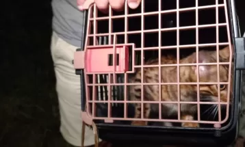 Gata da raça bengal confundida com filhote de onça é encontrada em mata de BH