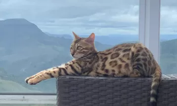 Gata da raça bengal, avaliada em R$ 7 mil, é confundida com jaguatirica e solta por bombeiros em mata de BH