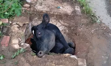 VÍDEO: Vaca cai em bueiro e é resgatada por retroescavadeira em Ponta Grossa 