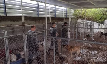 Mulher é presa após polícia resgatar mais de 300 cachorros mantidos em situação de maus-tratos em casa de Curitiba