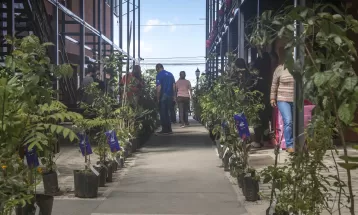 Curitiba distribui 10 mil de mudas de árvores nativas ao longo da semana; veja onde buscar