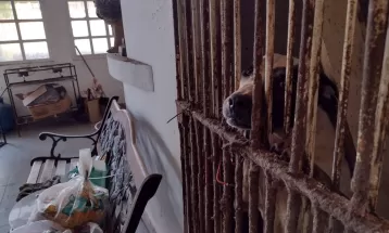 'Fiz por amor', diz mulher que foi presa após polícia resgatar mais de 200 cães mantidos em situação de maus-tratos em Curitiba