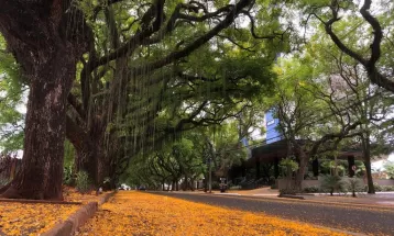 Avenida considerada mais bonita de Foz do Iguaçu tem ‘túnel verde’ com mais de 150 árvores; conheça história 