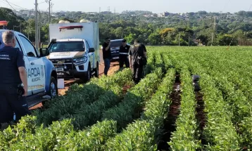 Homem é encontrado morto em meio a plantação de soja enrolado em cobertor, diz Guarda Municipal de Foz do Iguaçu
