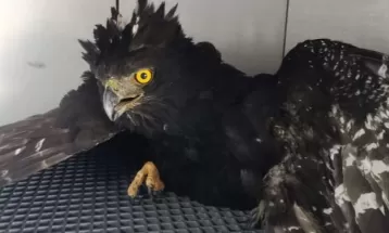 Ave ameaçada de extinção é encontrada machucada em Castro; Suspeita é que ferimento foi causado por tiro