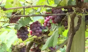 Produtores da região de Londrina se preocupam com uso inadequado de agrotóxicos: 'Desestimula'