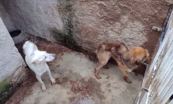 Mulher vira ré por manter cerca de 300 animais em situação de maus-tratos em Curitiba