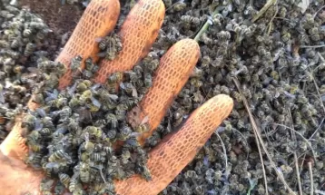 Cerca de 8 milhões de abelhas morrem em apiários em Mauá da Serra, diz Adapar; suspeita é de intoxicação
