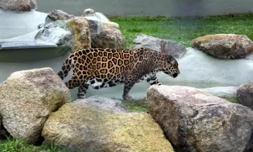 Onça-pintada morre aos 30 anos no Zoológico de Curitiba: 'Foi uma das mais longevas no país'