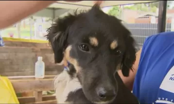 Cães resgatados de maus-tratos são colocados para adoção neste sábado (20)