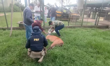 Cervo em extinção é encontrado caído com orelhas cortadas às margens da BR-487 em Porto Camargo