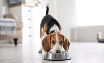Conheça oito benefícios que a alimentação úmida pode trazer para seu cão