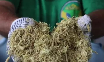 De olho no mercado internacional, produtores apostam no plantio de ginseng no Paraná