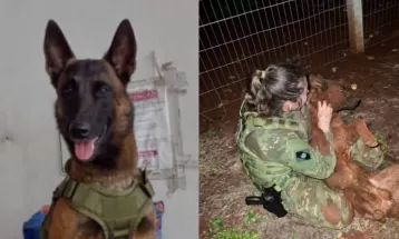 Cão farejador foge de viatura e mobiliza buscas em Toledo