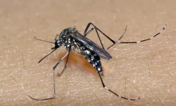 Sesa confirma primeiro caso de chikungunya em São Miguel do Iguaçu; Paraná tem 10 confirmações
