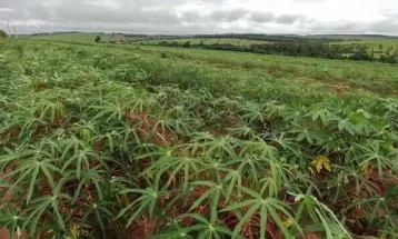 Valor da tonelada da mandioca registra aumento de 77% no Paraná, indica Deral