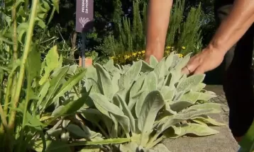Conheça o 'jardim comestível' de Curitiba, fazenda urbana com plantas não convencionais que podem servir de alimento