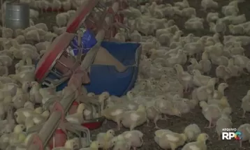 Gripe aviária na América Latina acende alerta para avicultores do Paraná 
