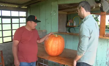 VÍDEO: Abóbora gigante nasce em sítio do Paraná e surpreende agricultor: 'Já pediram sementes'