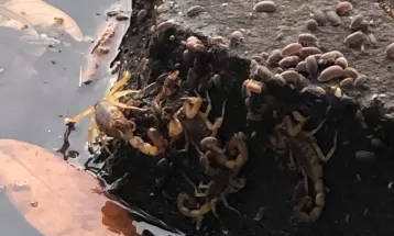 VÍDEO: Escorpiões são encontrados às margens do Rio Paraná, em Porto Rico